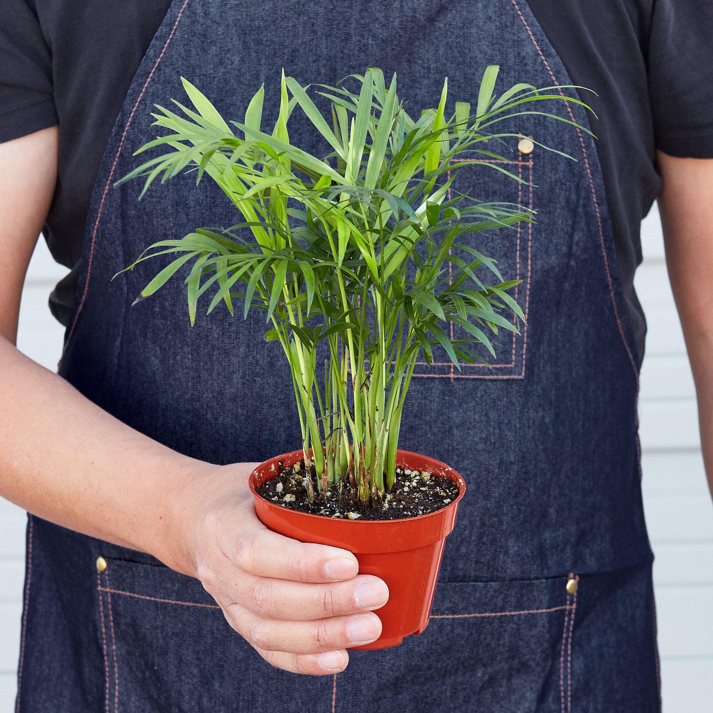 Parlor Palm - House Plant Shop