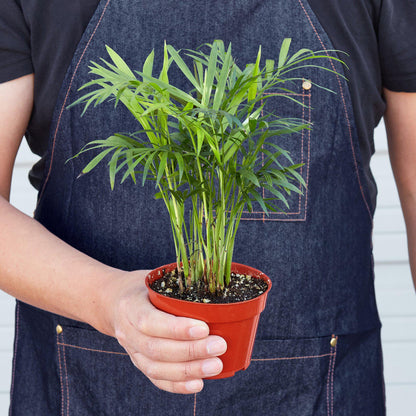 Parlor Palm - House Plant Shop