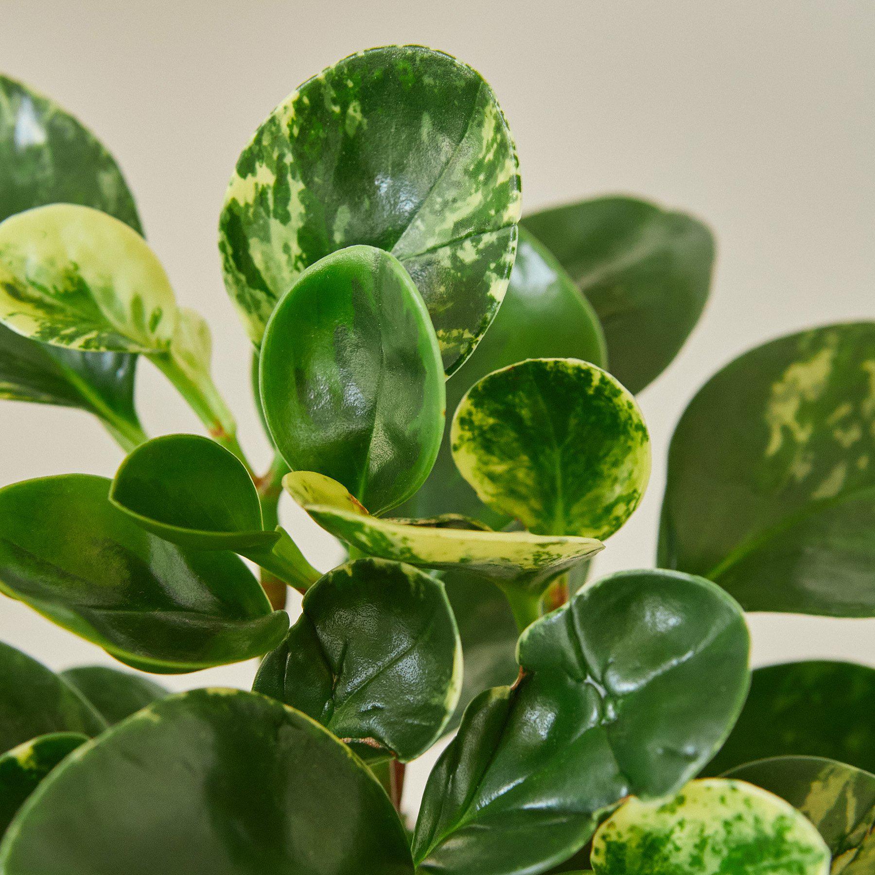 Peperomia 'Marble' - House Plant Shop
