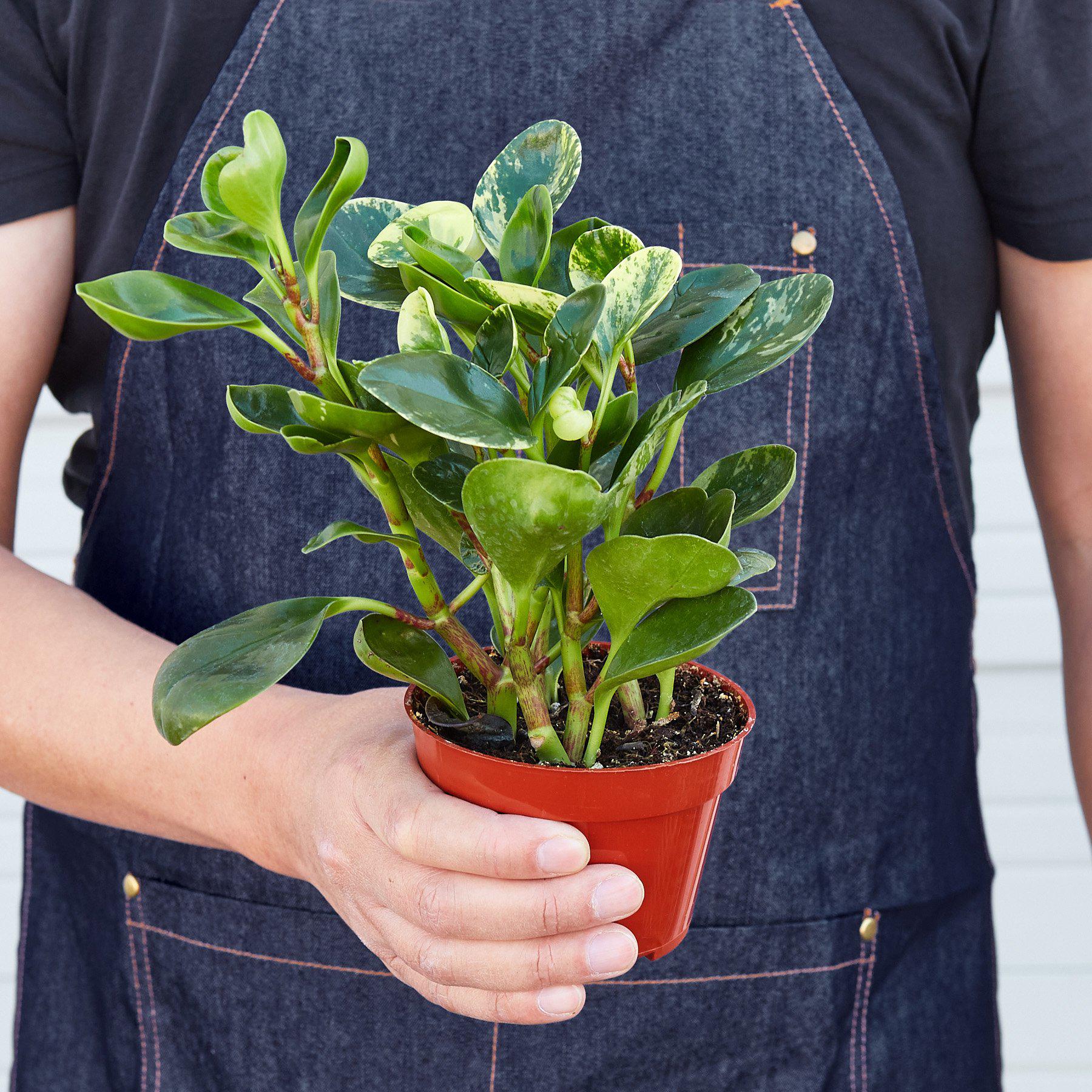 Peperomia 'Marble' - House Plant Shop
