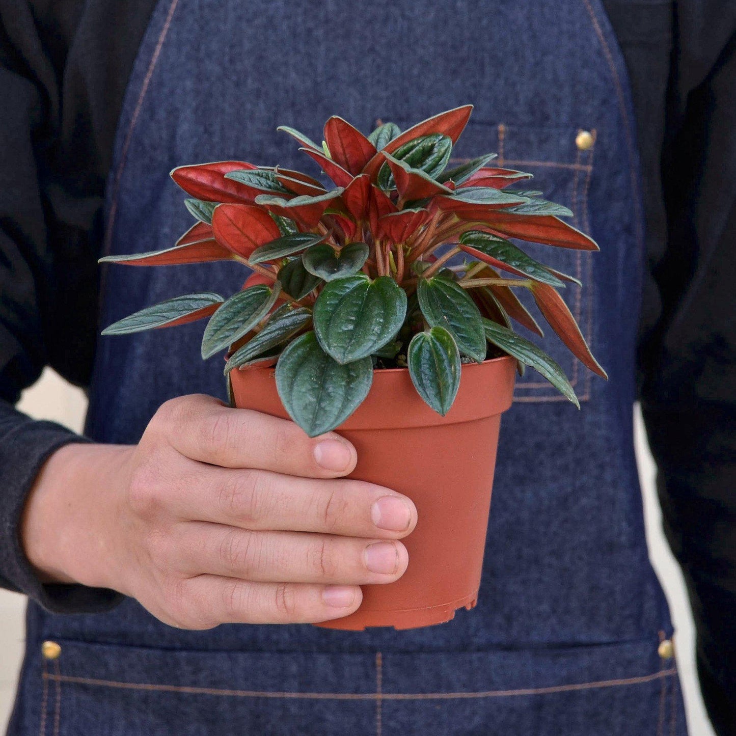 Peperomia 'Rosso' - House Plant Shop