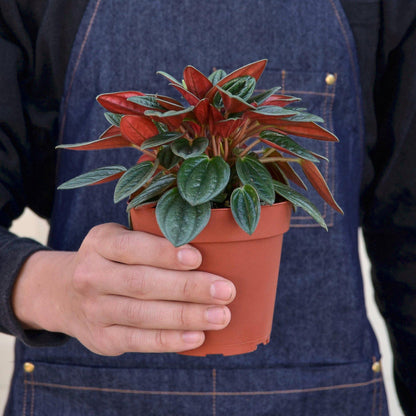 Peperomia 'Rosso' - House Plant Shop