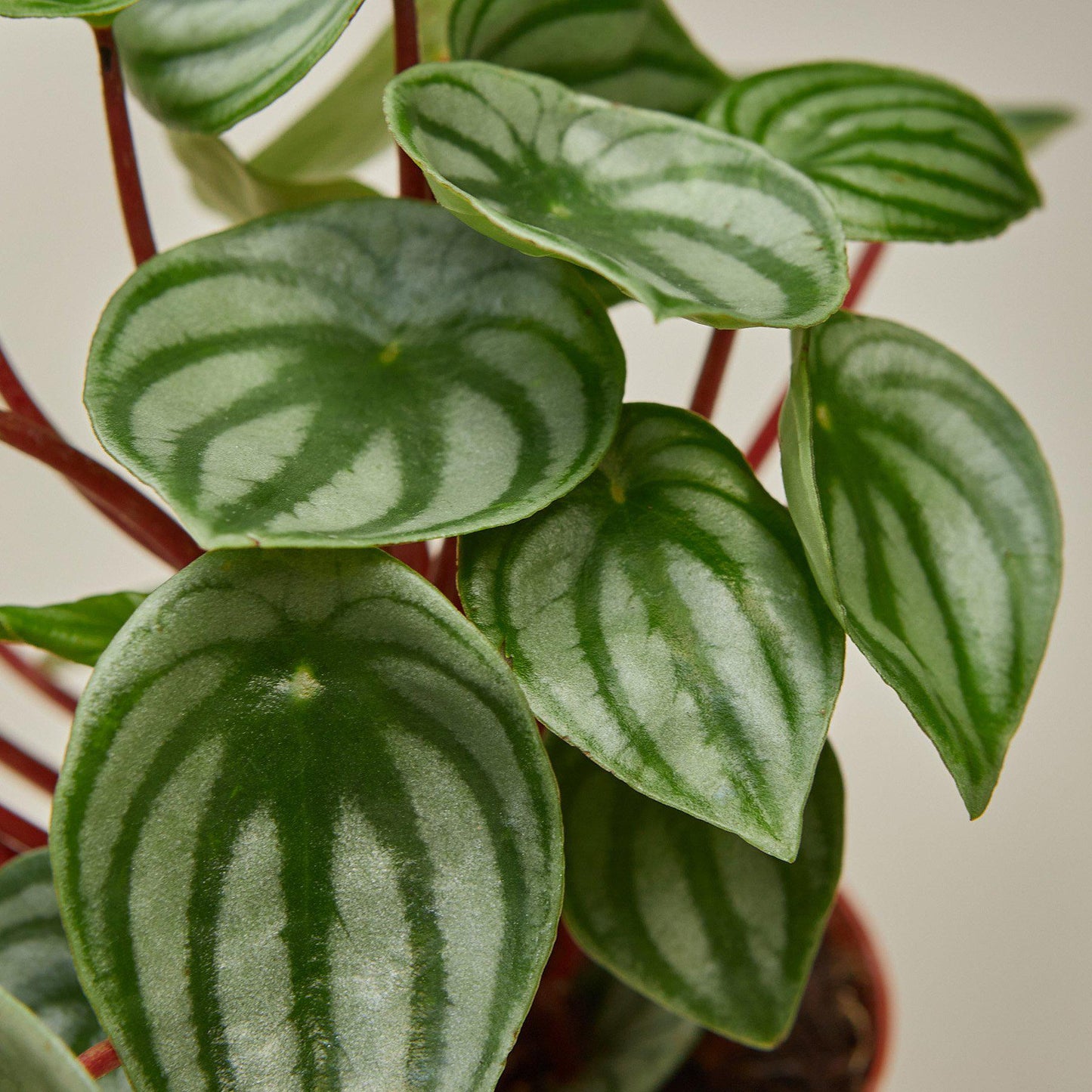 Peperomia 'Watermelon' - House Plant Shop