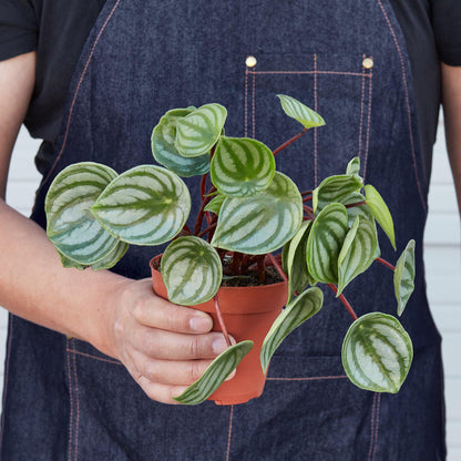 Peperomia 'Watermelon' - House Plant Shop