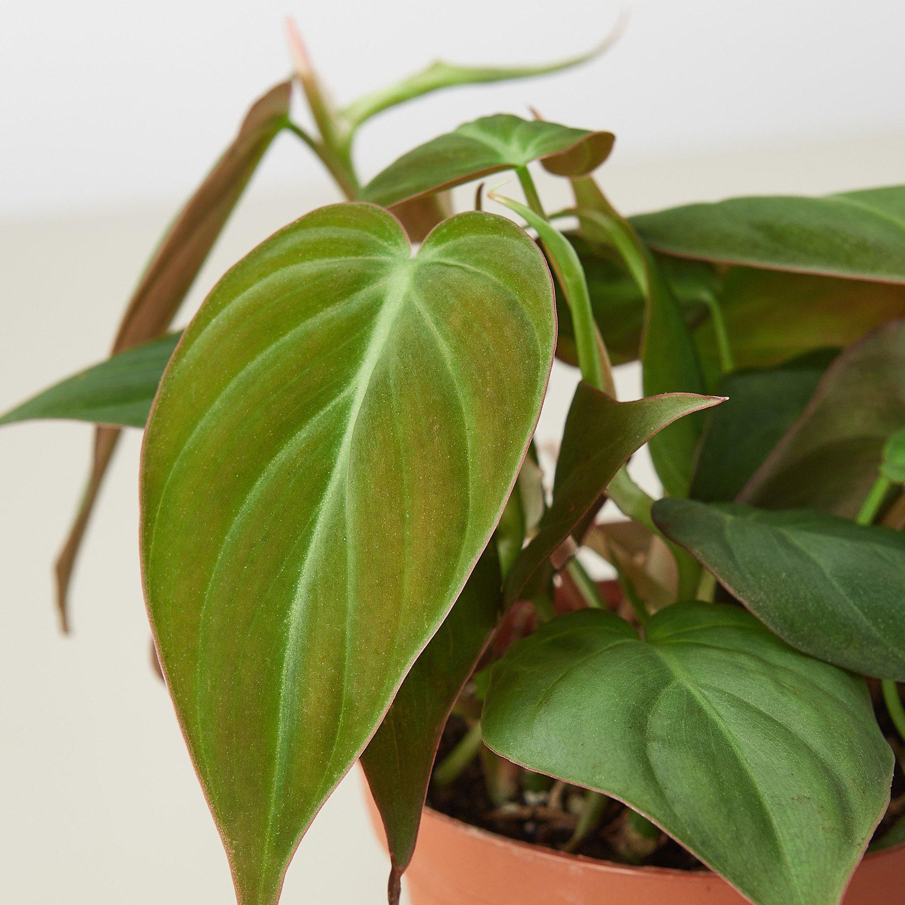 Philodendron 'Velvet' - House Plant Shop
