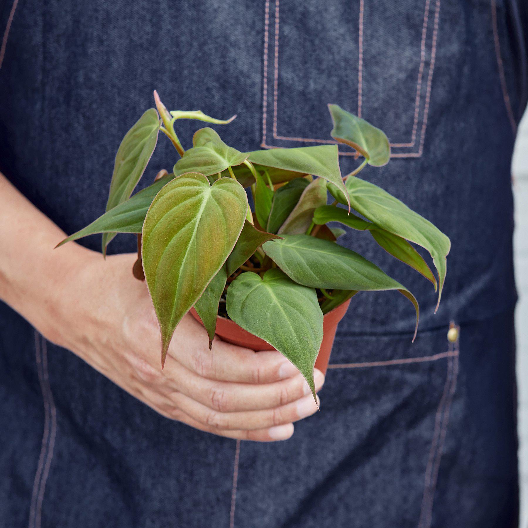 Philodendron 'Velvet' - House Plant Shop