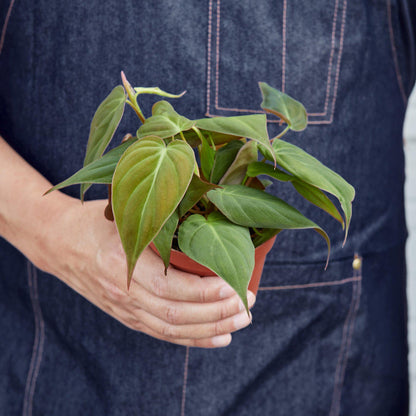 Philodendron 'Velvet' - House Plant Shop