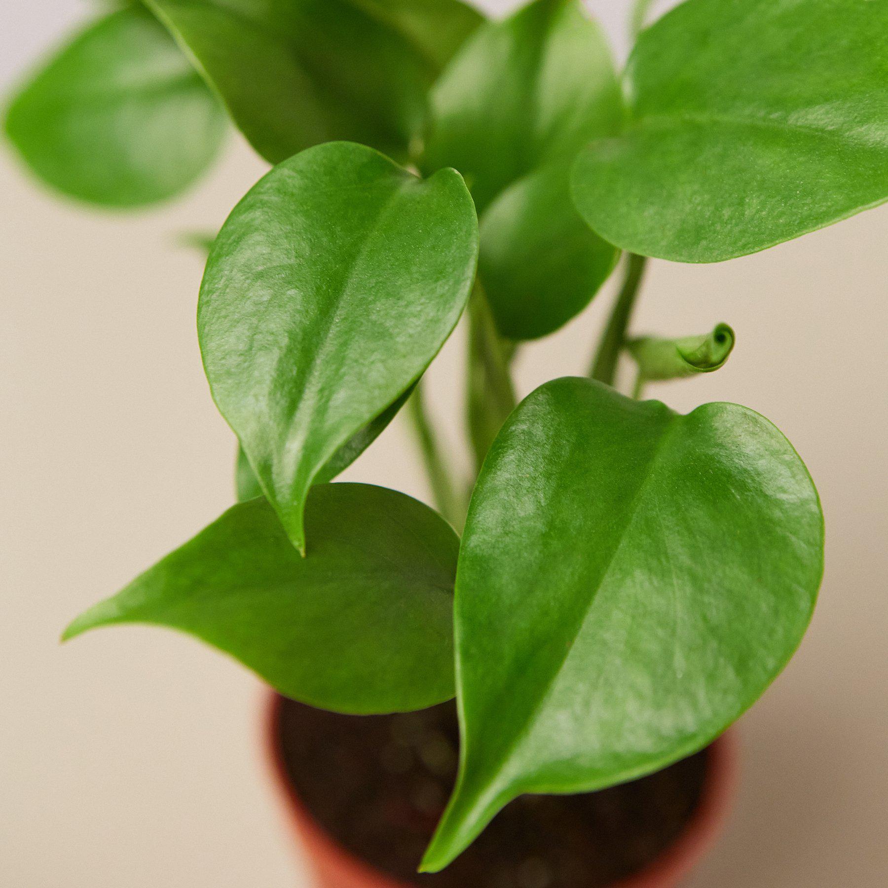 Philodendron Monstera 'Split-Leaf' - House Plant Shop