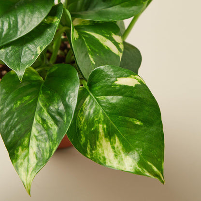Pothos 'Golden' - House Plant Shop