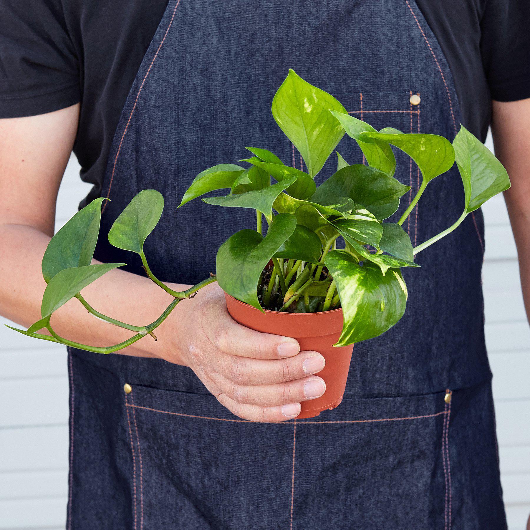 Pothos 'Golden' - House Plant Shop