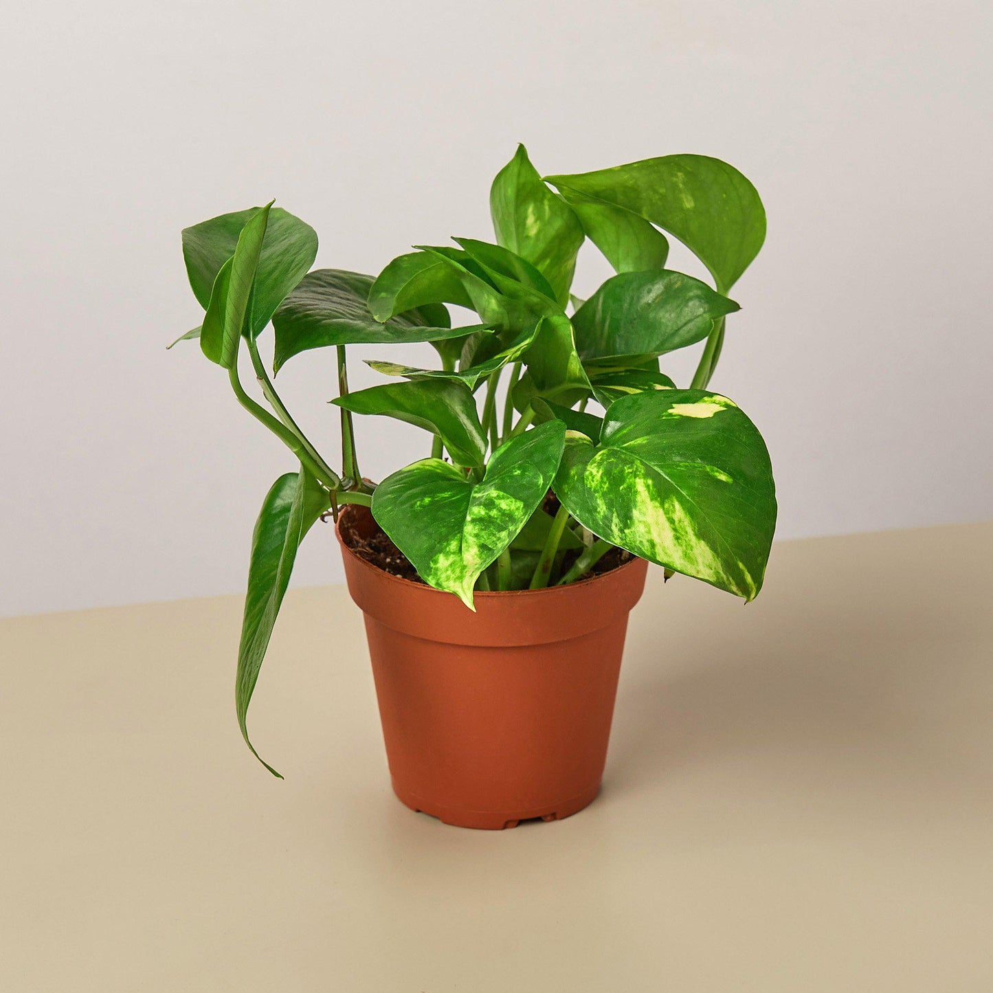4" potted Pothos Golden