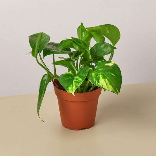 4" potted Pothos Golden