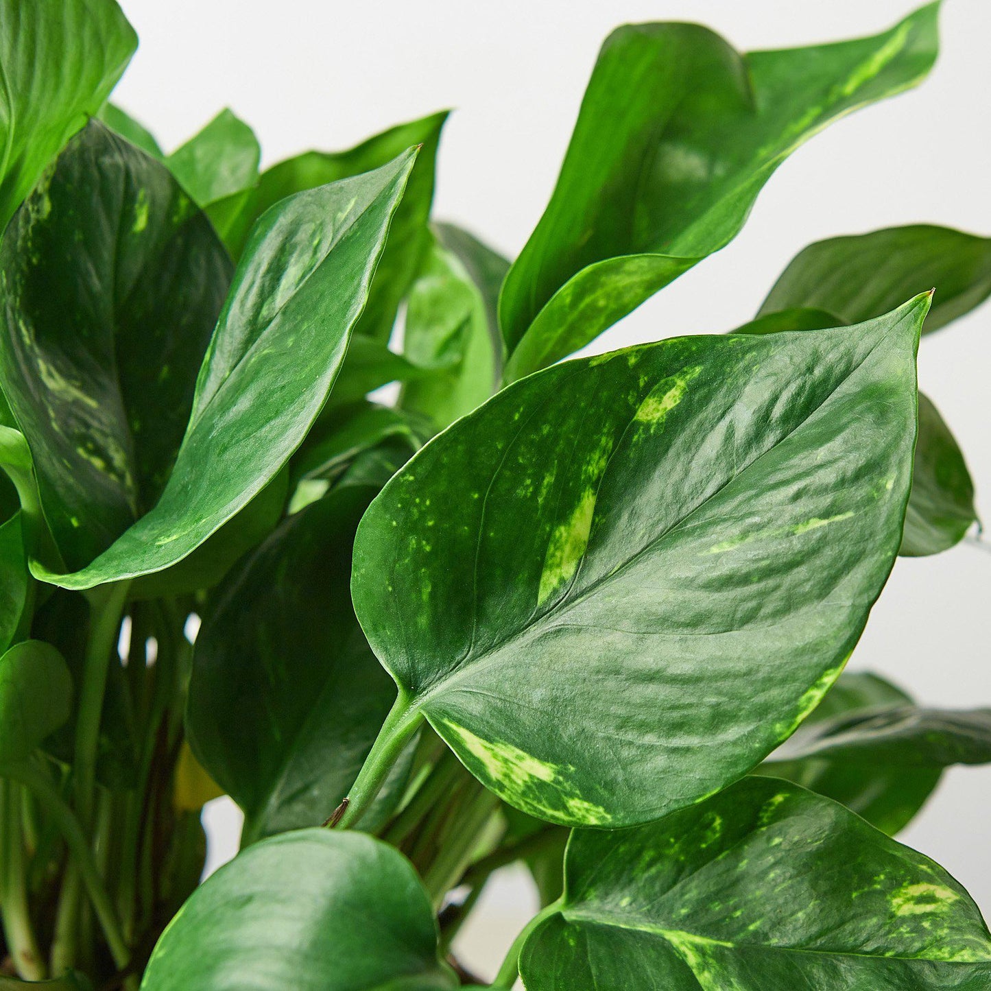Pothos 'Golden' - House Plant Shop
