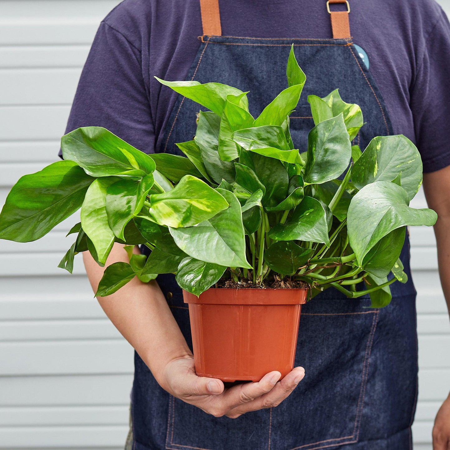 Pothos 'Golden' - House Plant Shop
