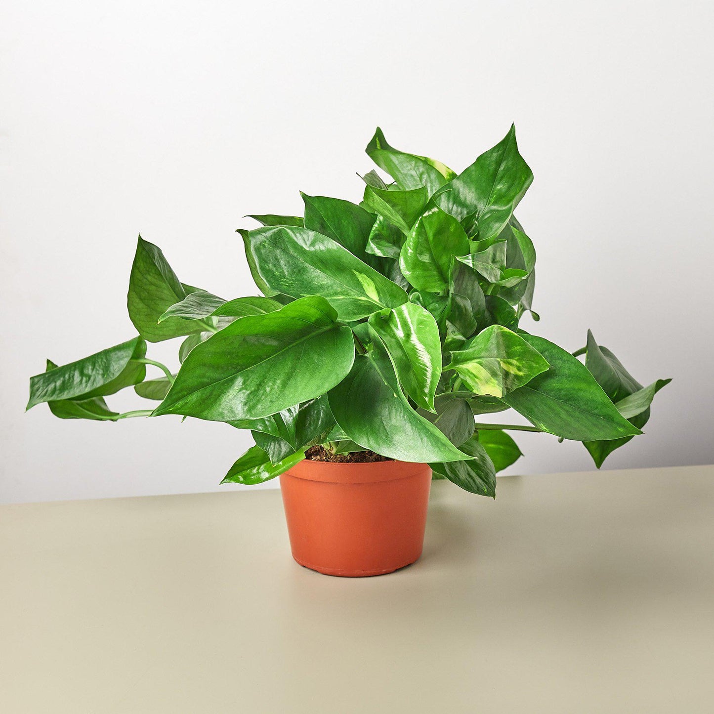 Pothos 'Golden' - House Plant Shop
