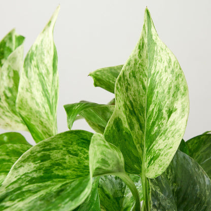 Pothos 'Snow Queen' - House Plant Shop