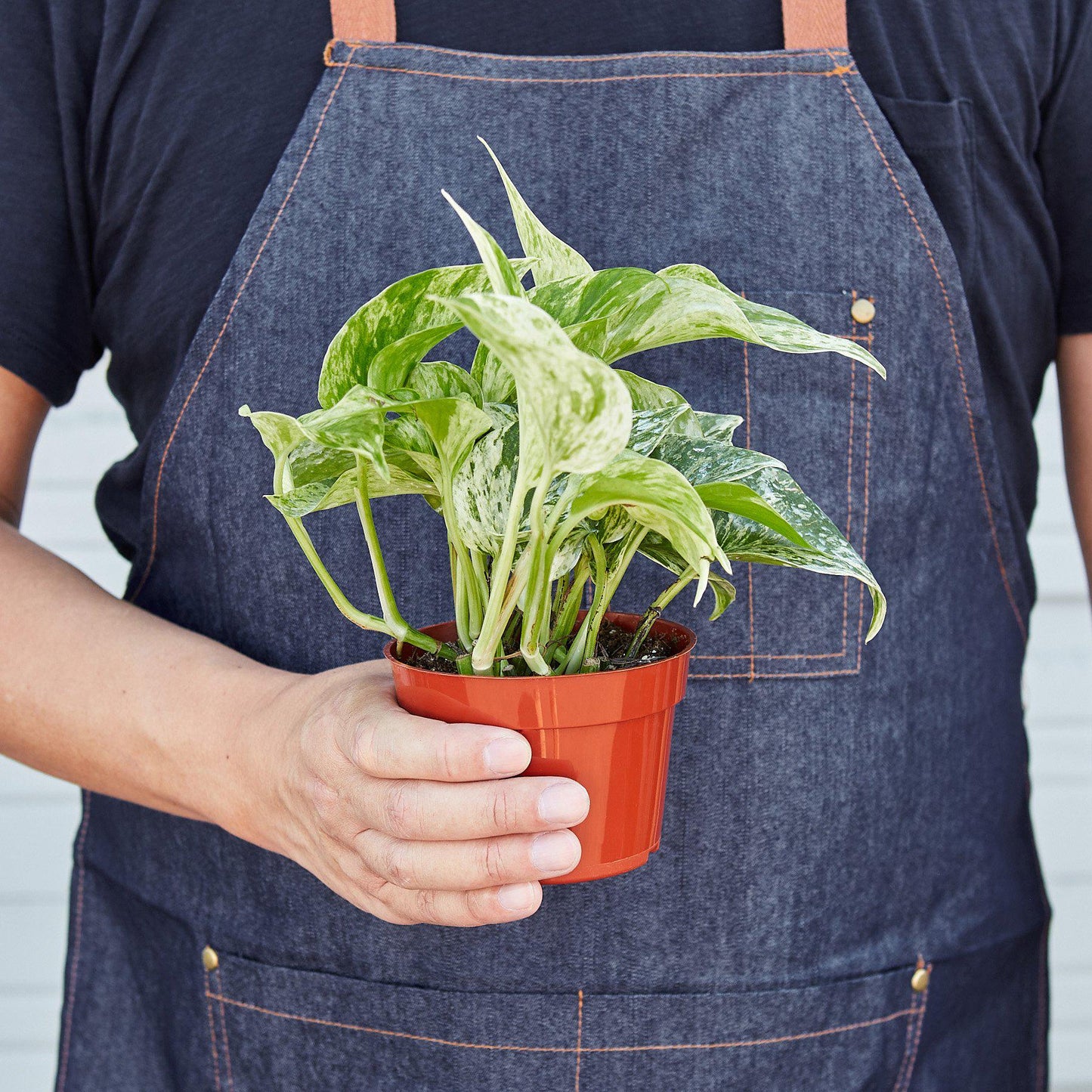 Pothos 'Snow Queen' - House Plant Shop