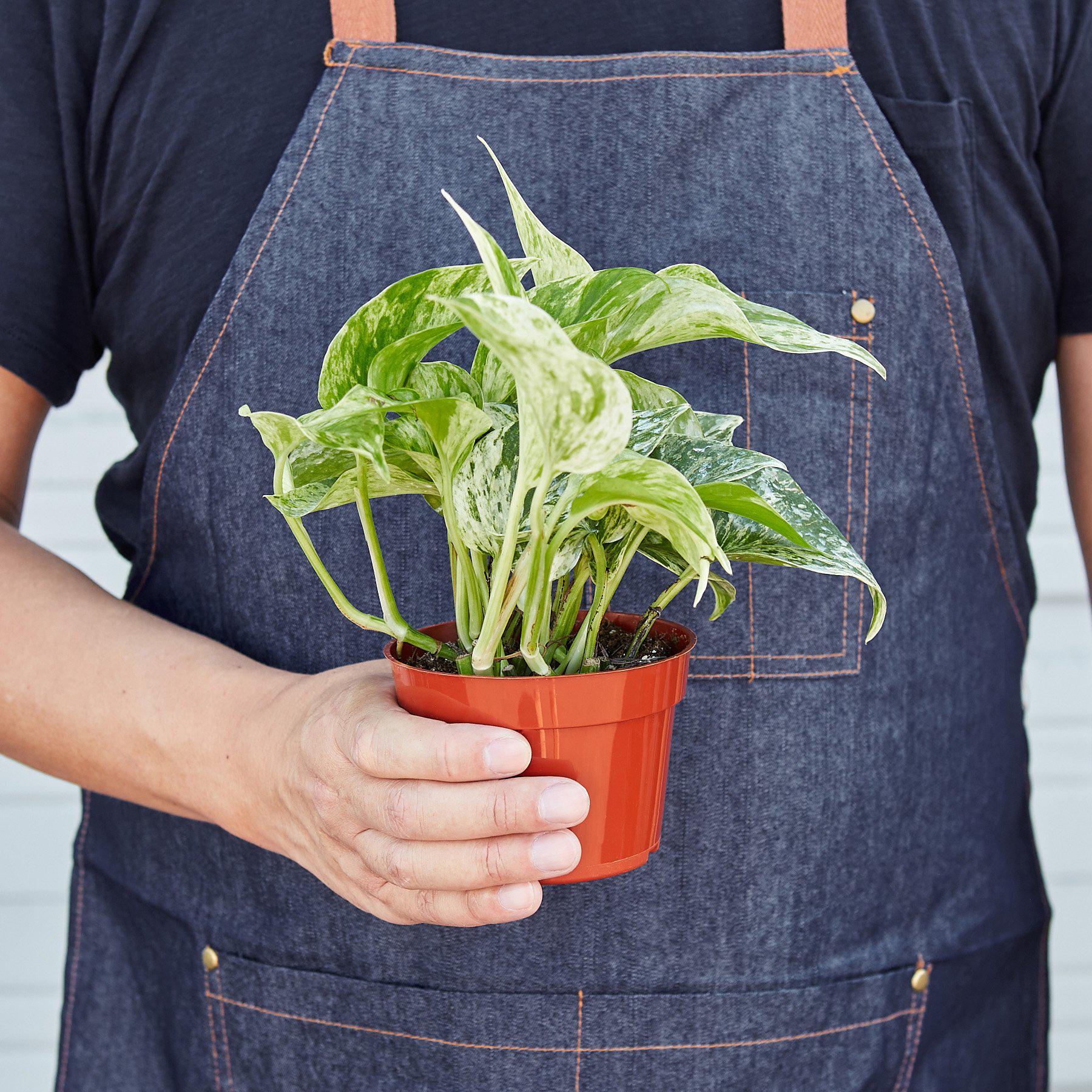Pothos 'Snow Queen' - House Plant Shop
