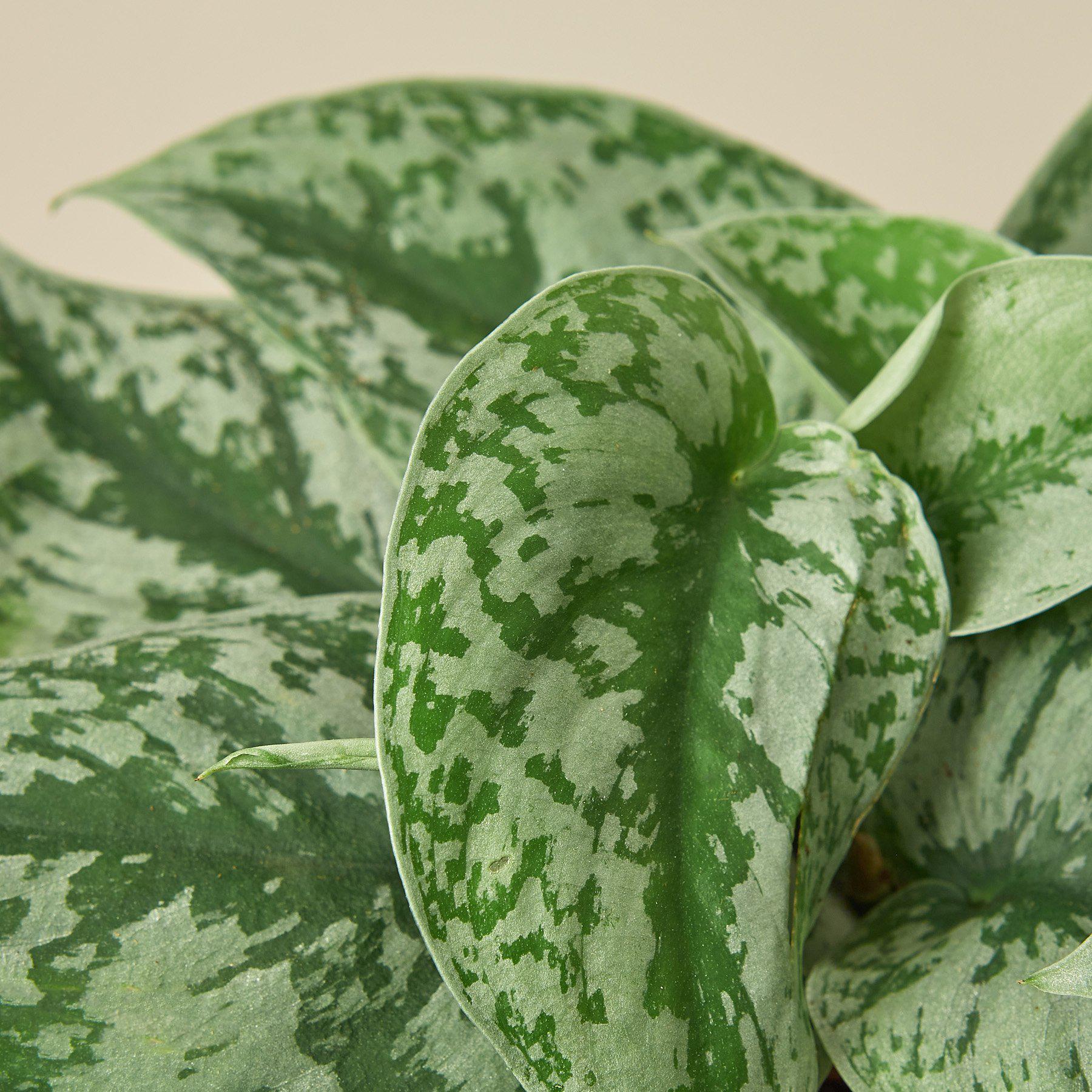 Pothos 'Silver Splash' - House Plant Shop