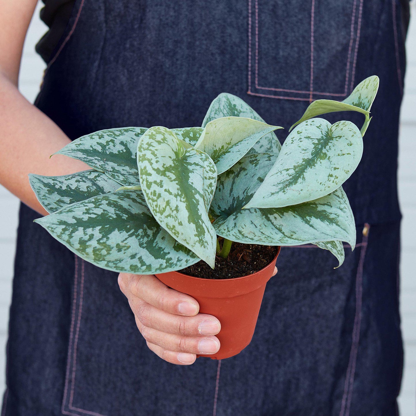 Pothos 'Silver Splash' - House Plant Shop