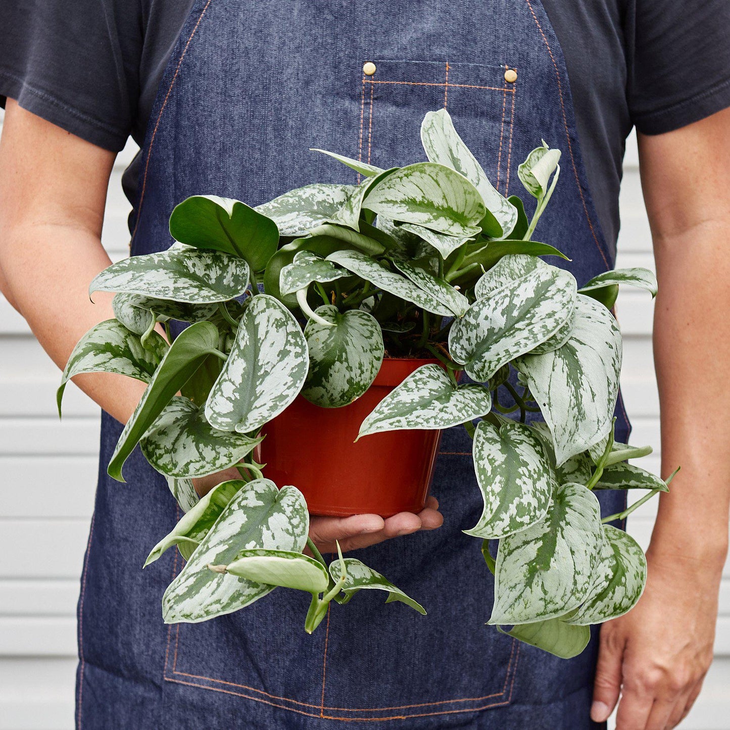 Pothos 'Silver Splash' - House Plant Shop