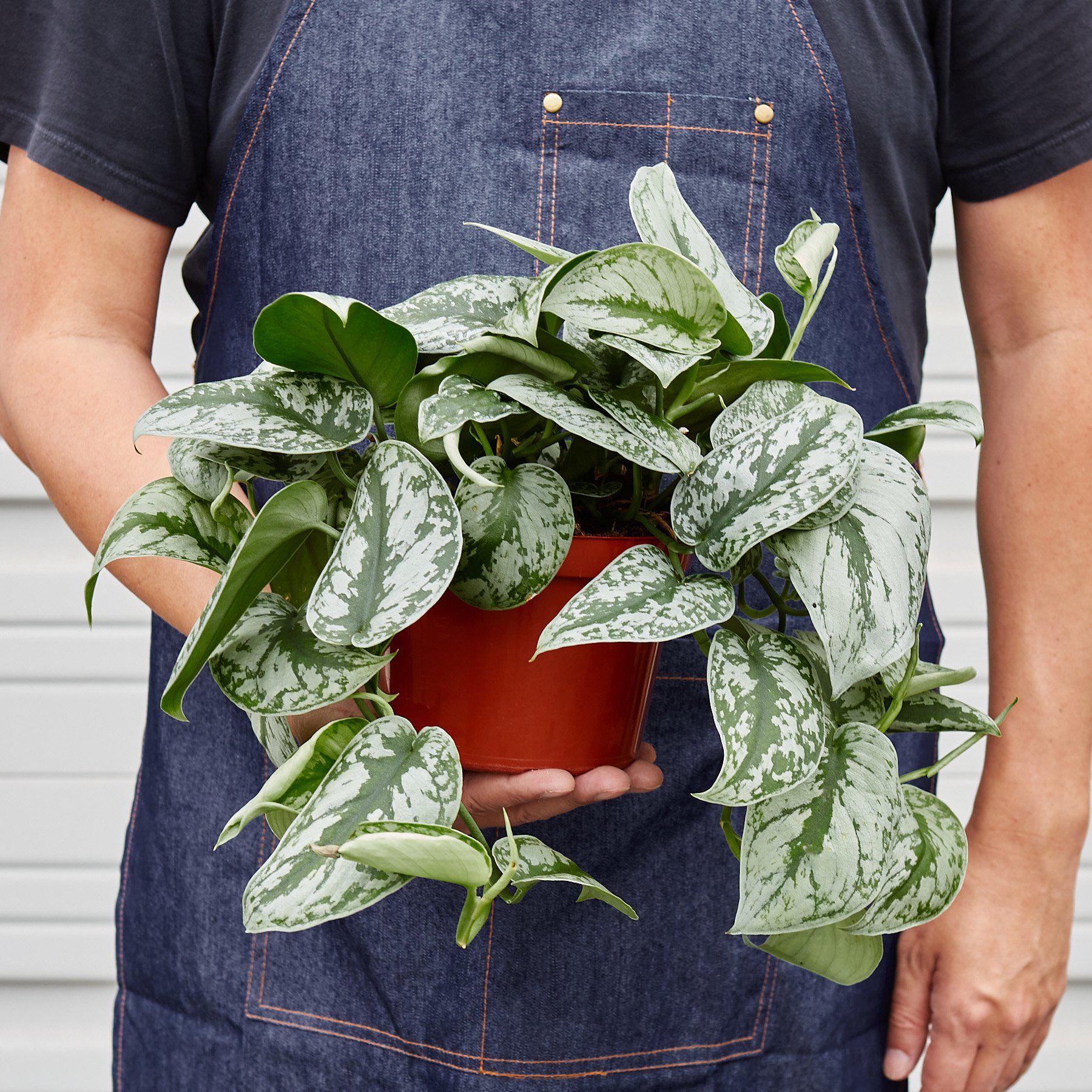 Pothos 'Silver Splash' - House Plant Shop