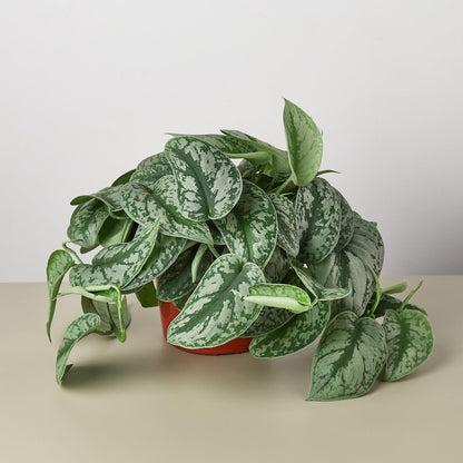 Pothos 'Silver Splash' - House Plant Shop