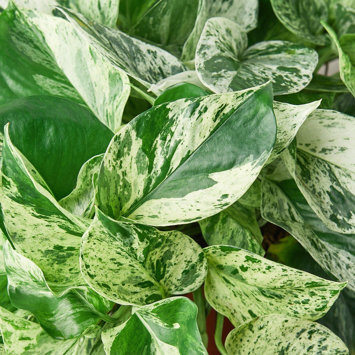 Pothos 'Snow Queen' - House Plant Shop