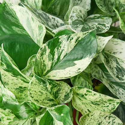 Pothos 'Snow Queen' - House Plant Shop
