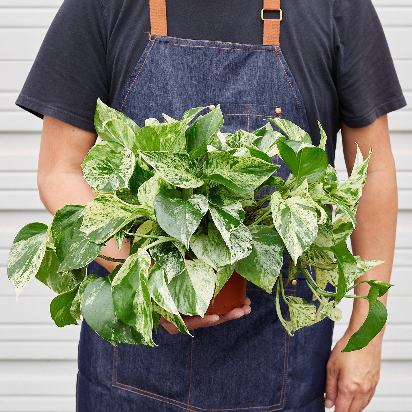 Pothos 'Snow Queen' - House Plant Shop