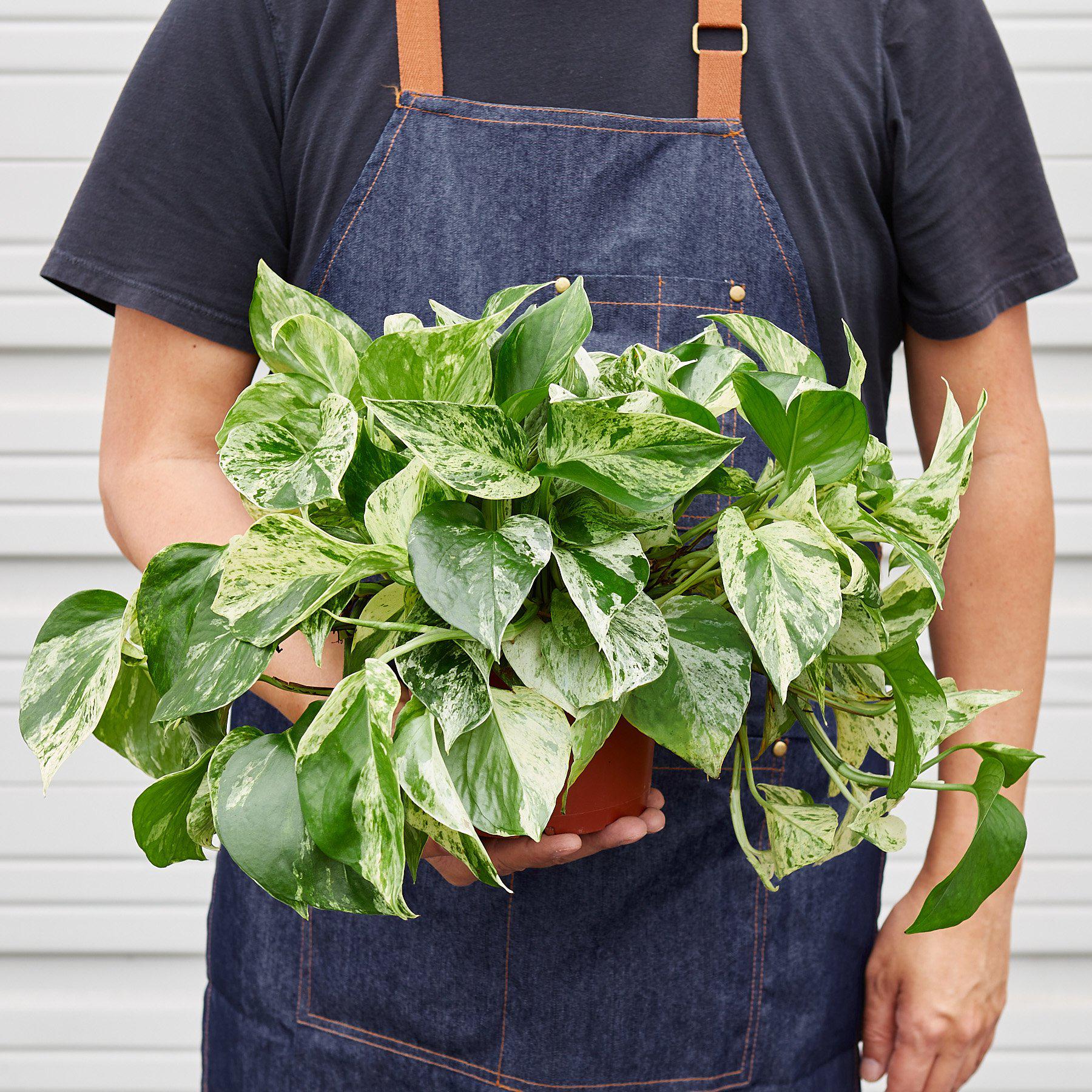 Pothos 'Snow Queen' - House Plant Shop