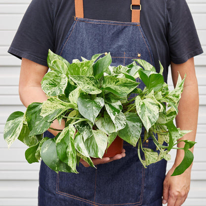 Pothos 'Snow Queen' - House Plant Shop