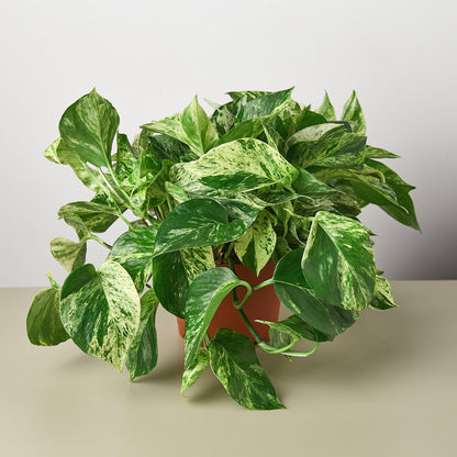 Pothos 'Snow Queen' - House Plant Shop