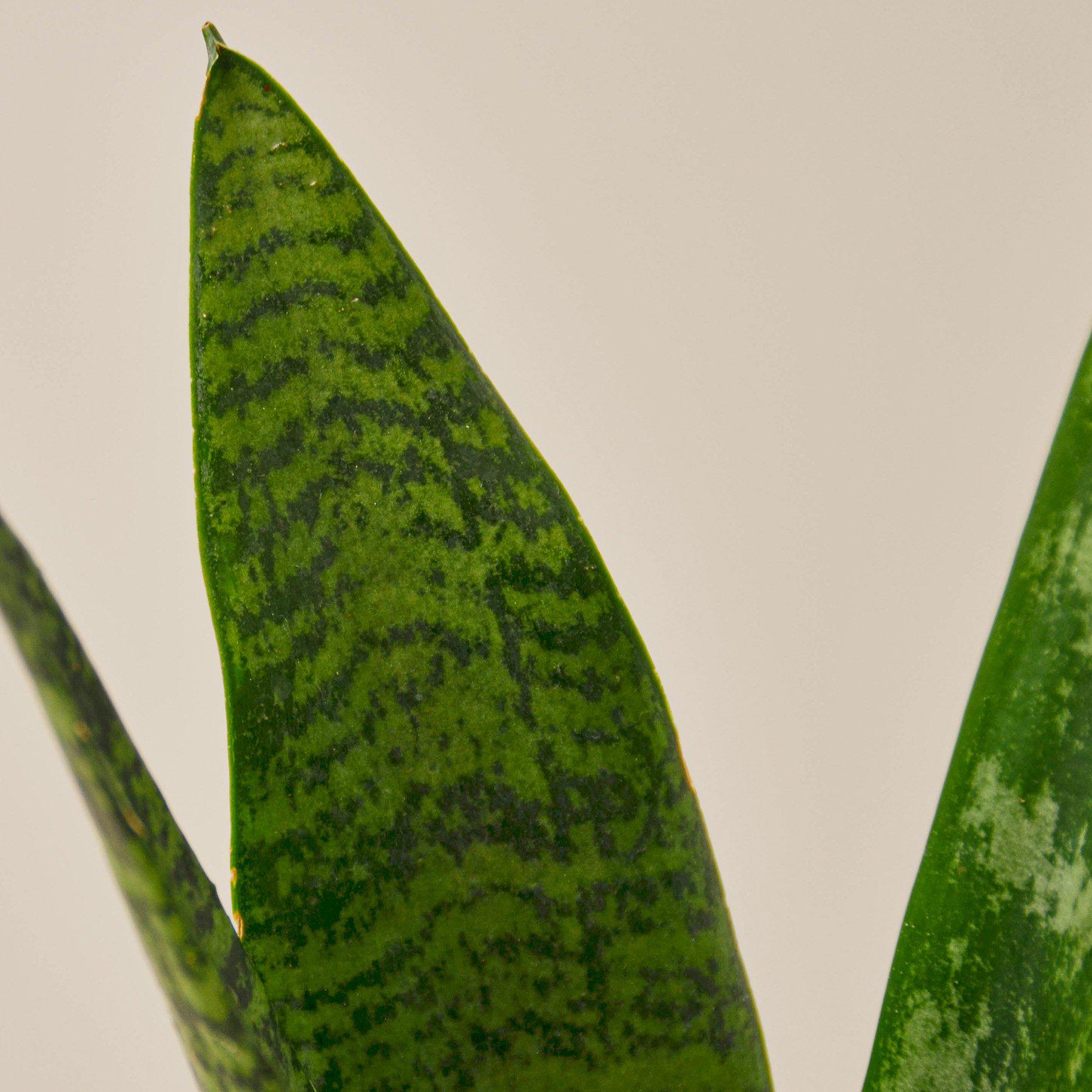 Snake Plant 'Zeylanica' - House Plant Shop