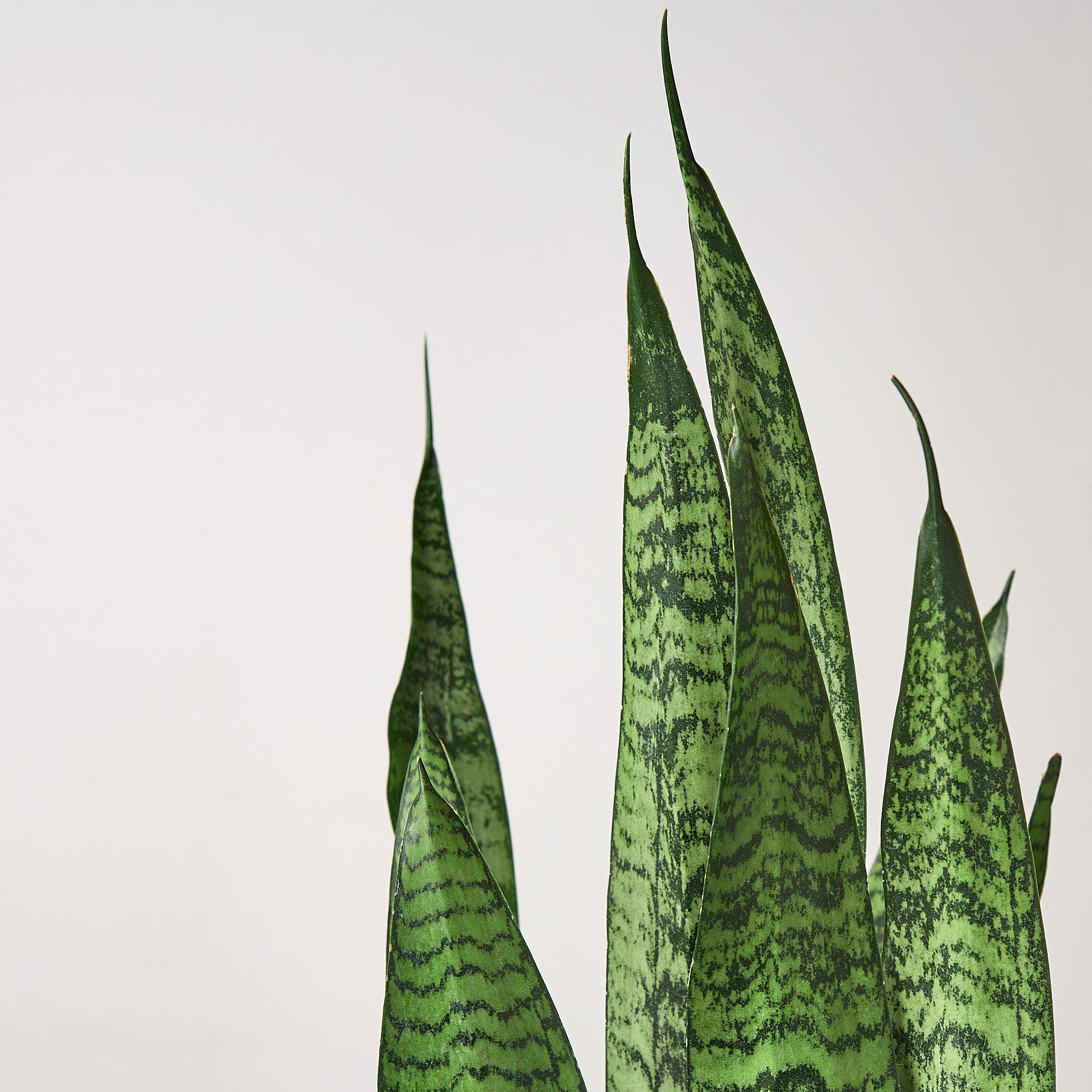 Snake Plant 'Zeylanica' - House Plant Shop