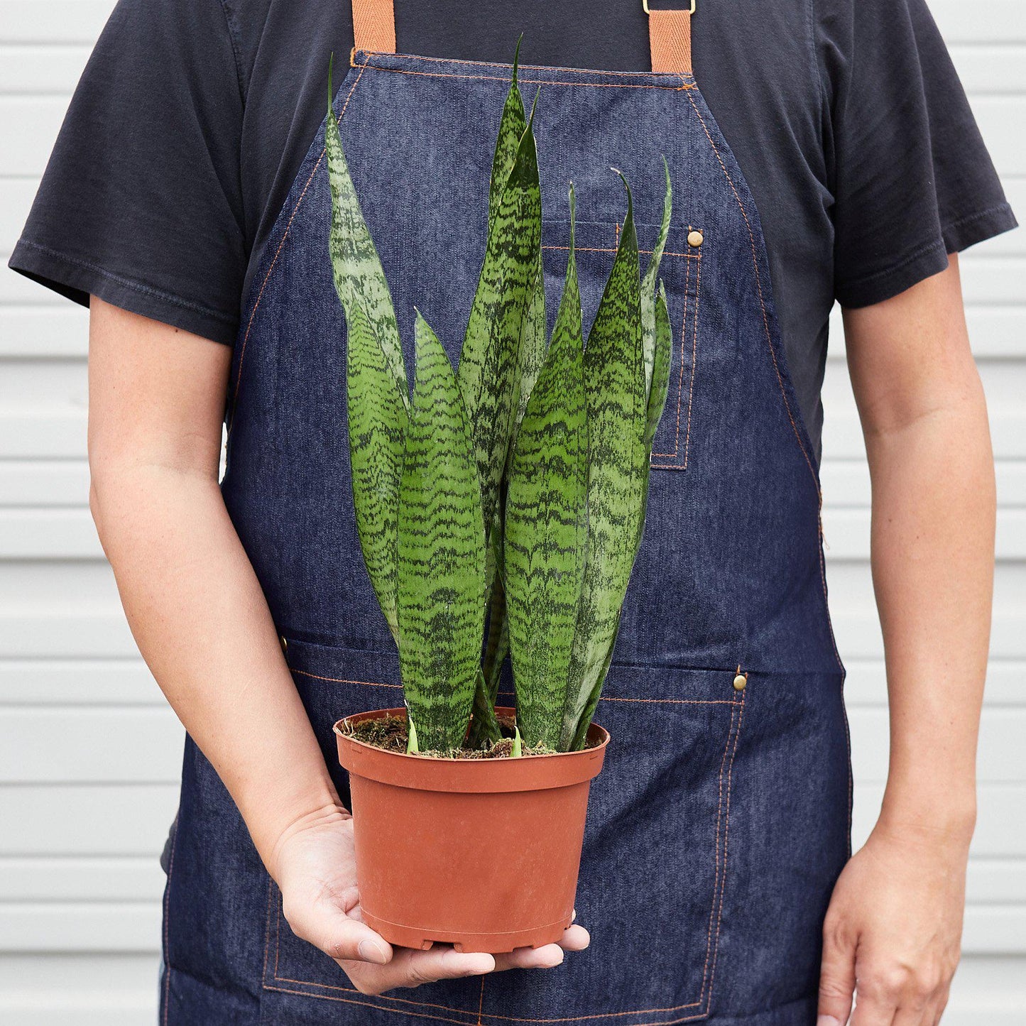 Snake Plant 'Zeylanica' - House Plant Shop