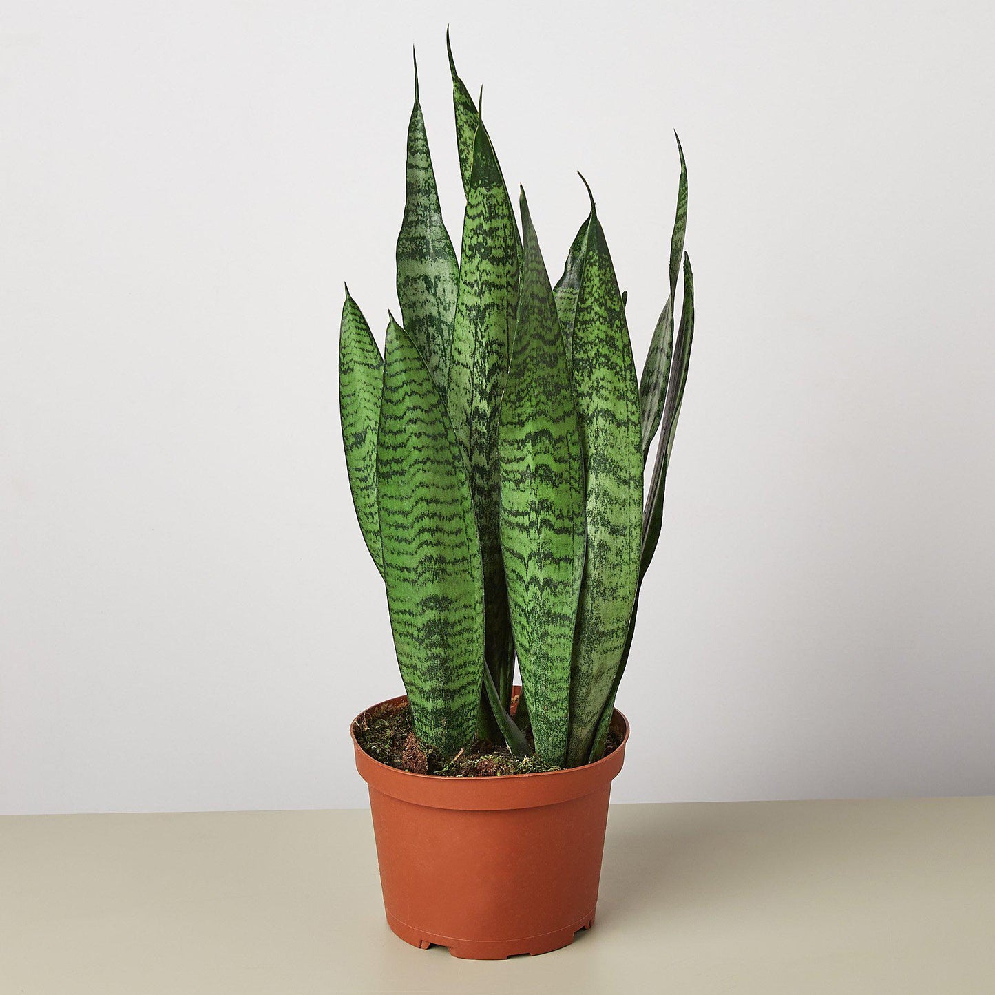 Snake Plant 'Zeylanica' - House Plant Shop