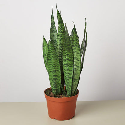 Snake Plant 'Zeylanica' - House Plant Shop