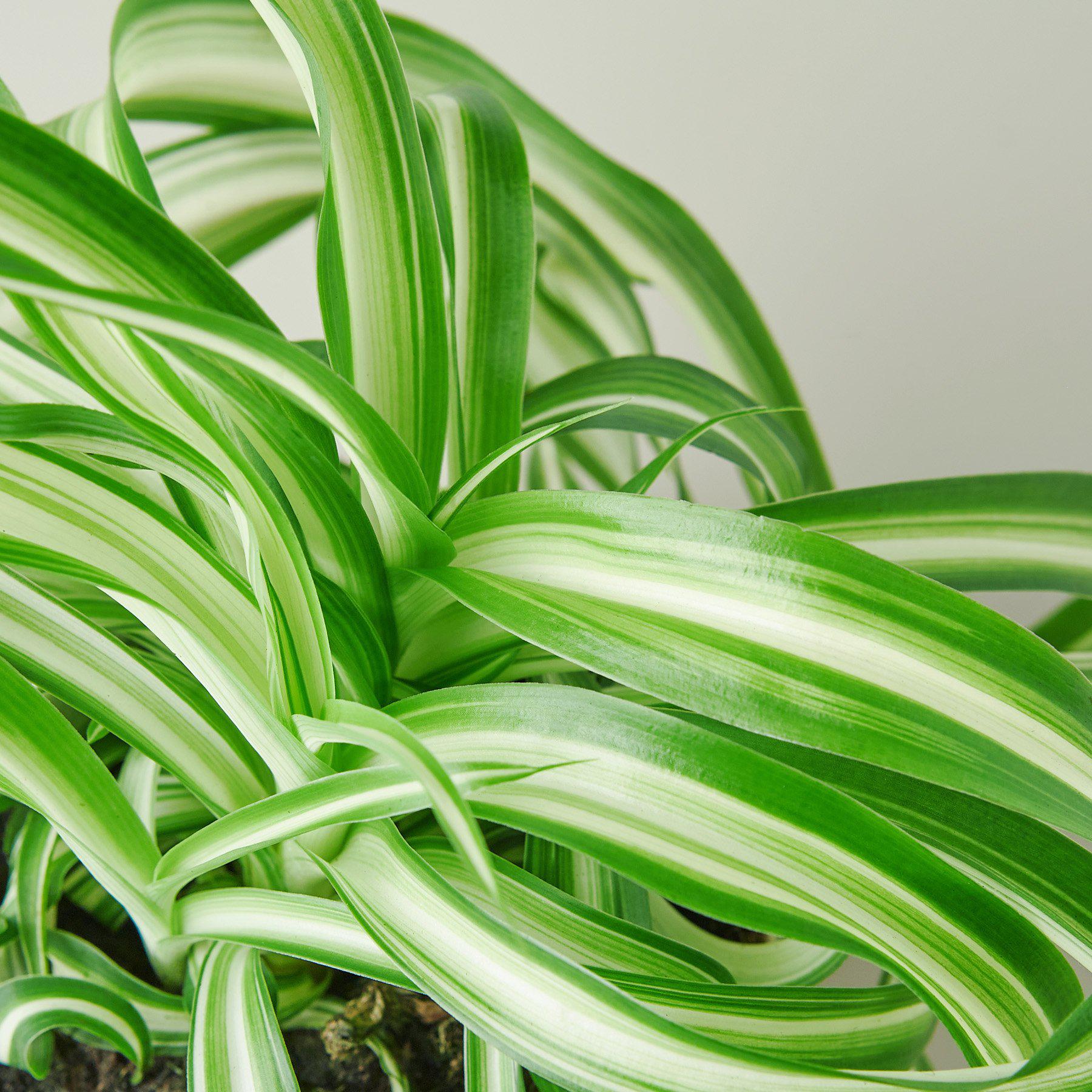 Spider Plant 'Bonnie' - House Plant Shop