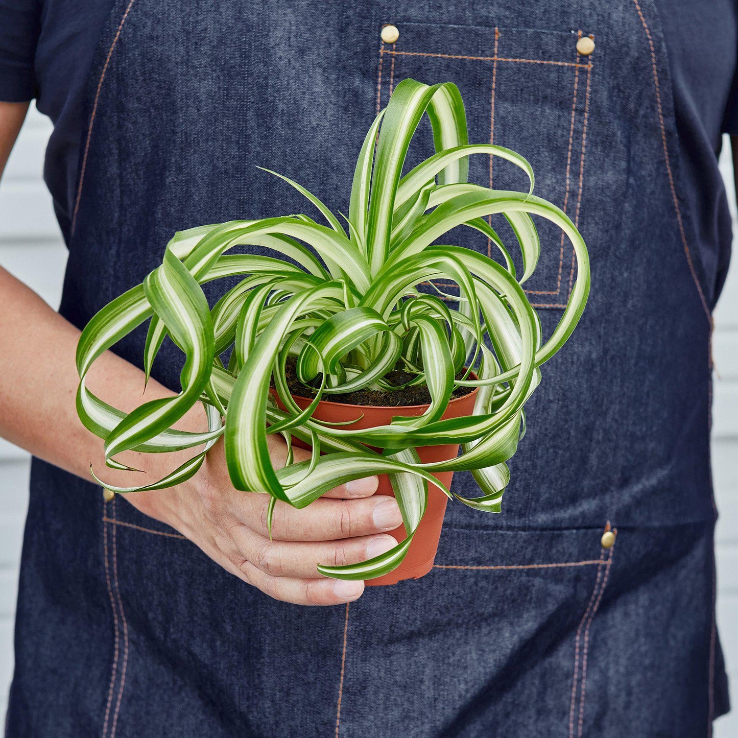 Spider Plant 'Bonnie' - House Plant Shop
