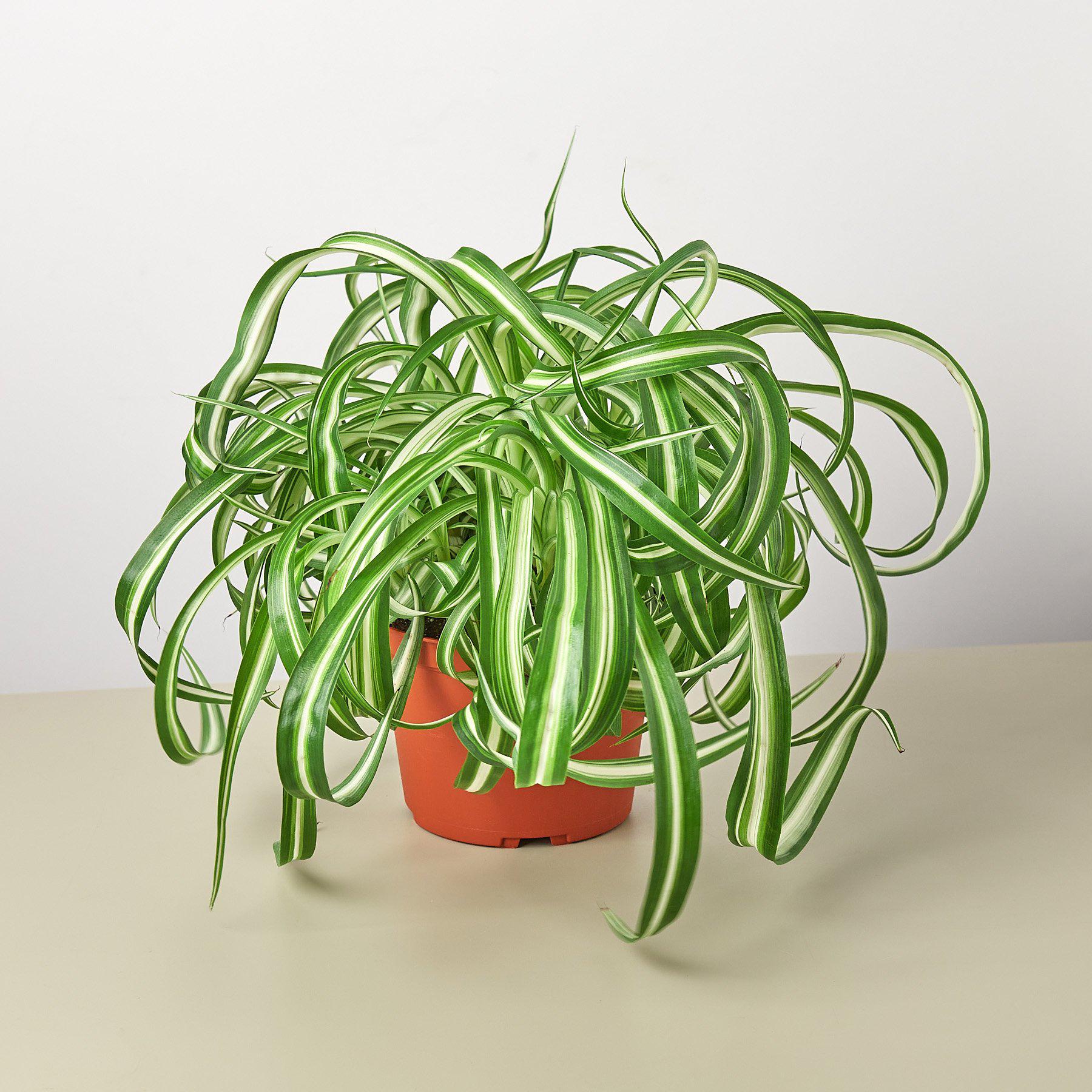 Spider Plant 'Bonnie' - House Plant Shop
