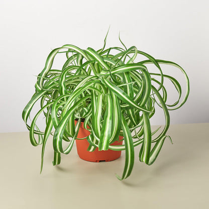 Spider Plant 'Bonnie' - House Plant Shop