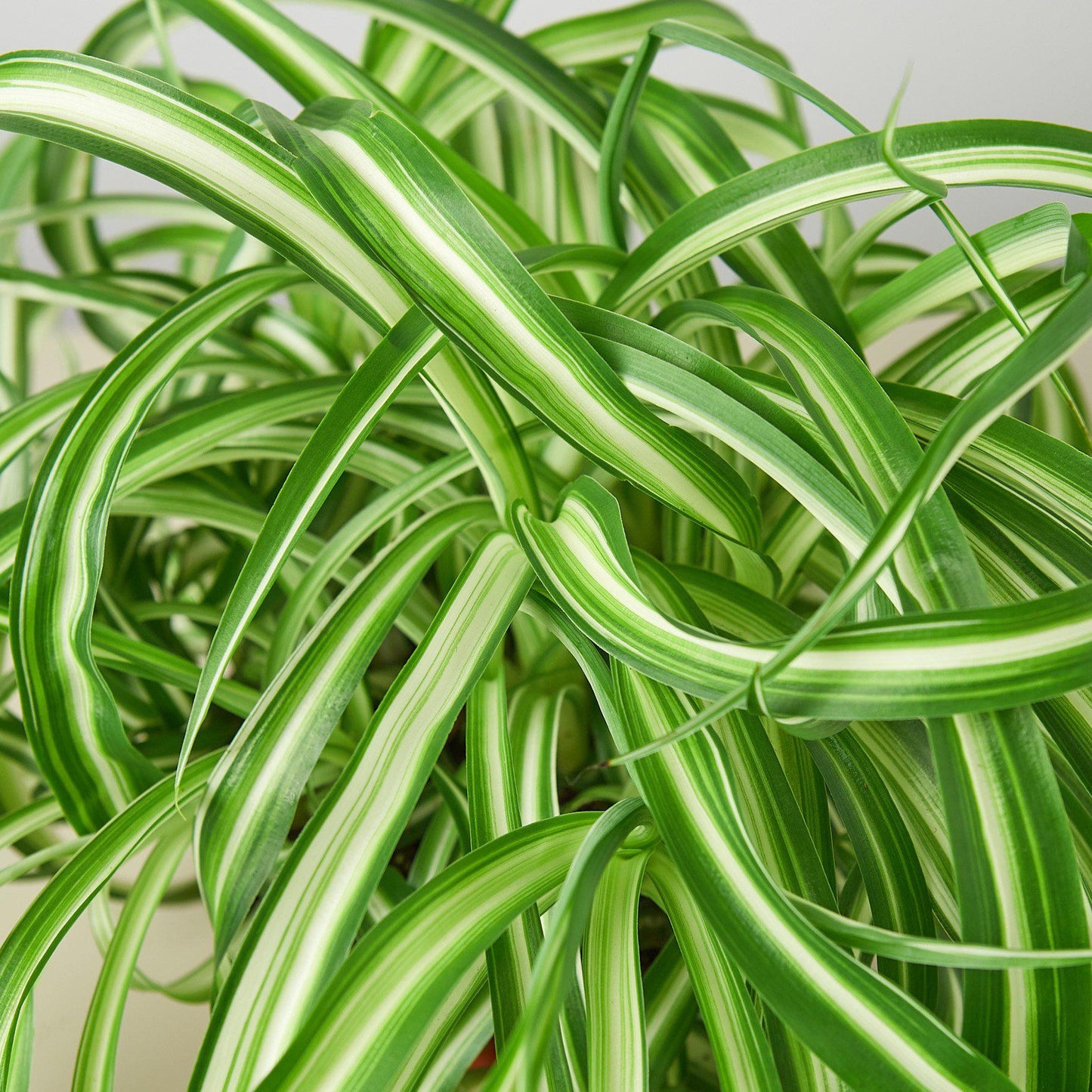 Spider Plant 'Bonnie' - House Plant Shop