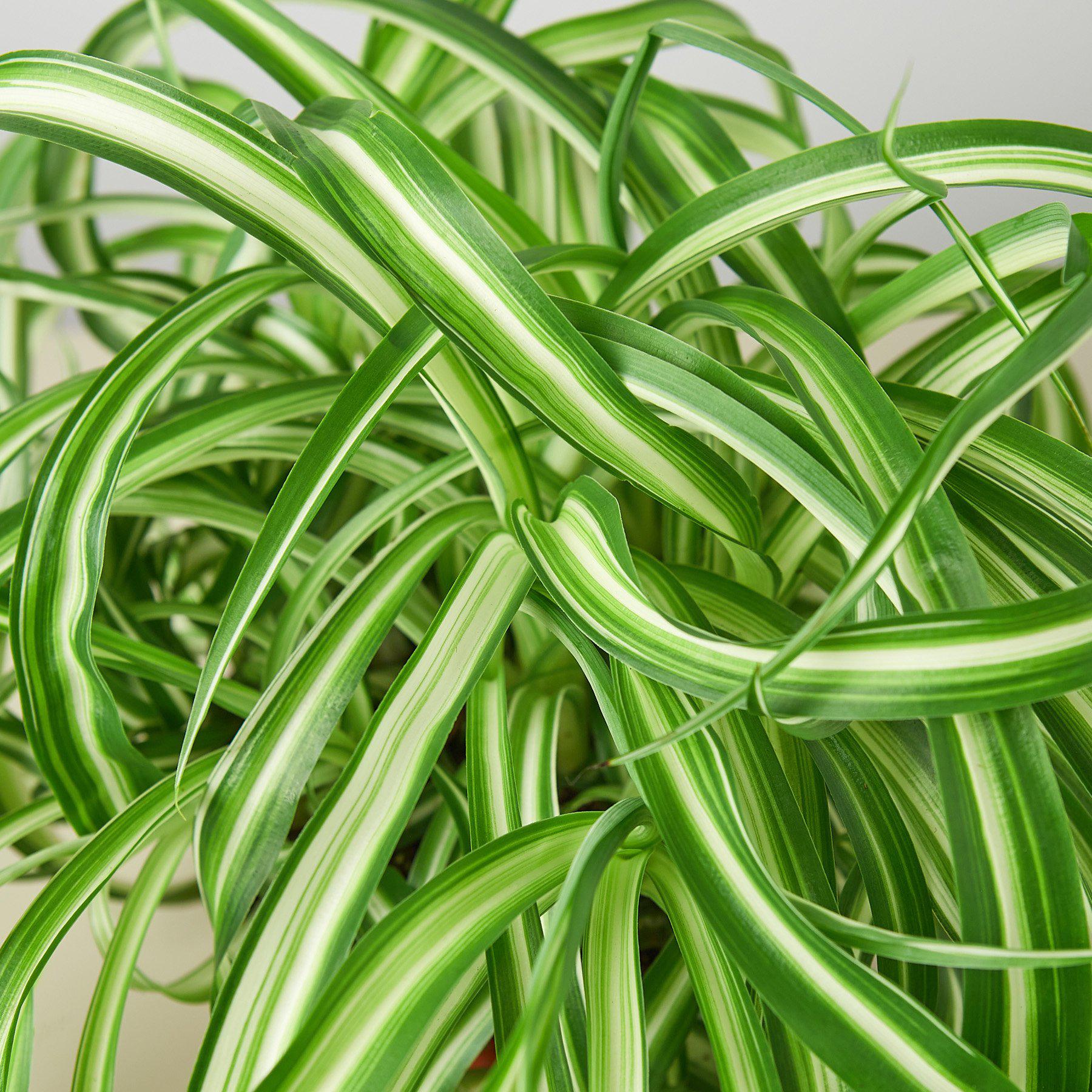 Spider Plant 'Bonnie' - House Plant Shop