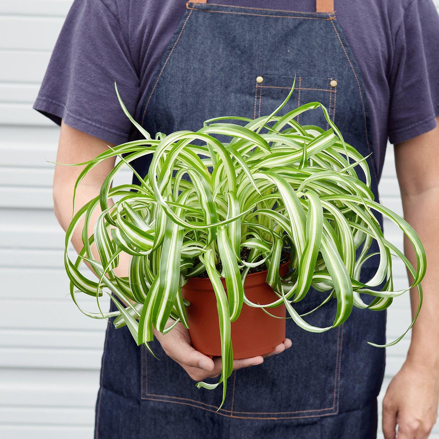 Spider Plant 'Bonnie' - House Plant Shop