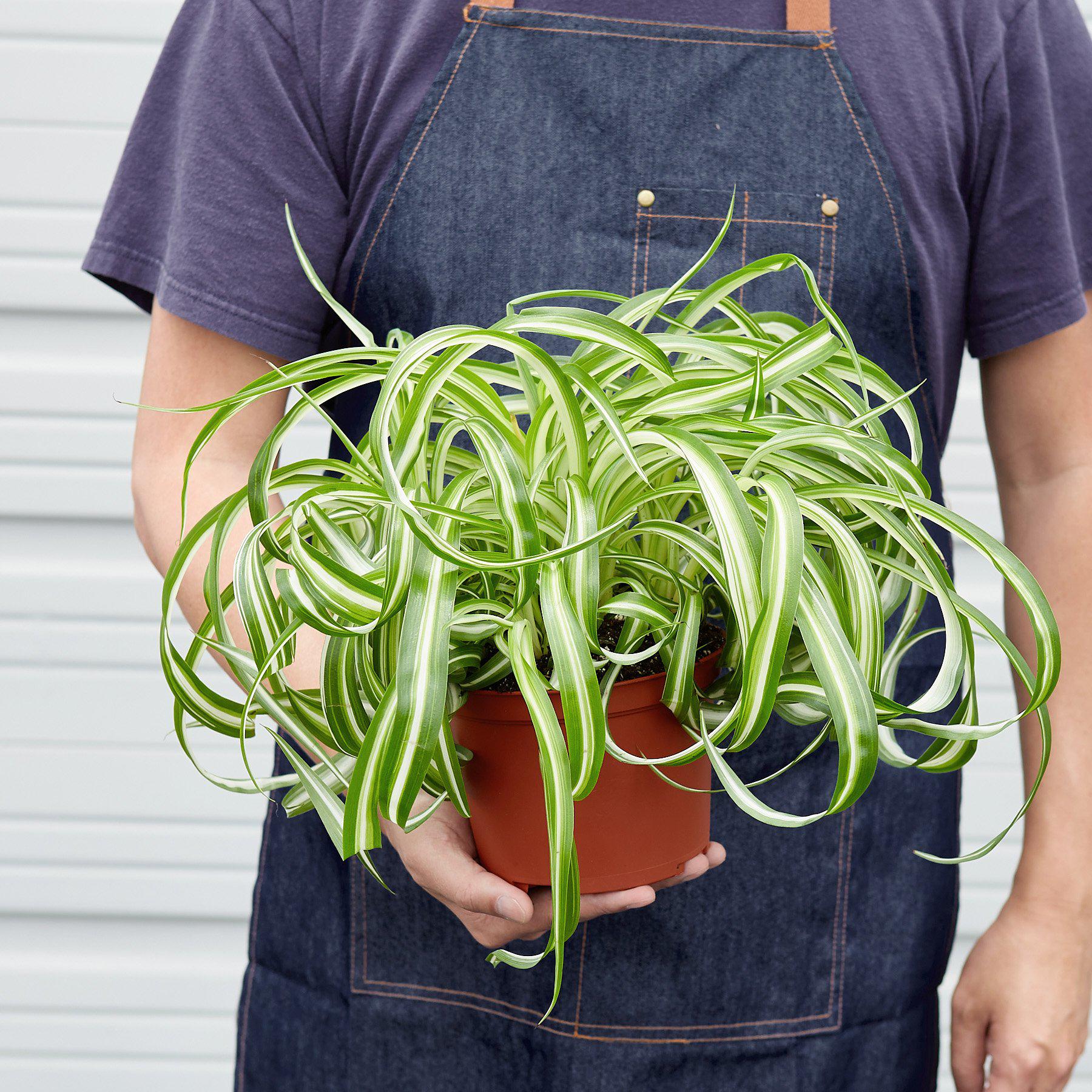 Spider Plant 'Bonnie' - House Plant Shop