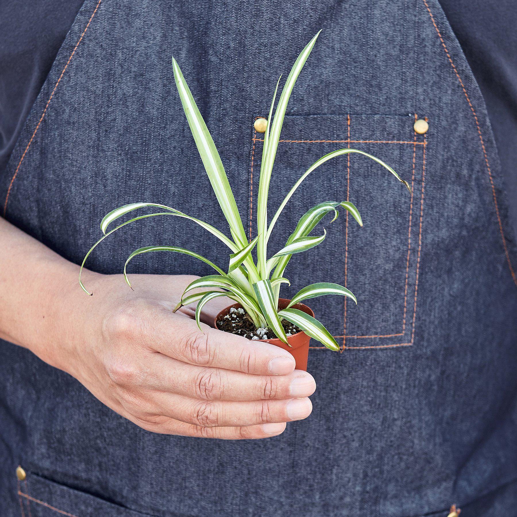 Spider Plant 'Reverse' - House Plant Shop