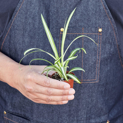Spider Plant 'Reverse' - House Plant Shop