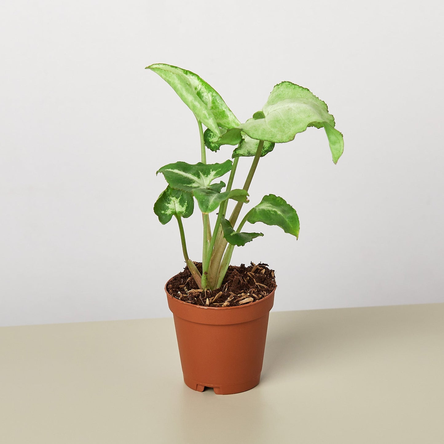 Syngonium 'White Butterfly' - House Plant Shop