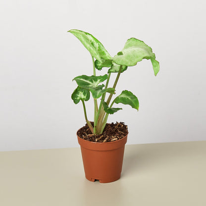 Syngonium 'White Butterfly' - House Plant Shop